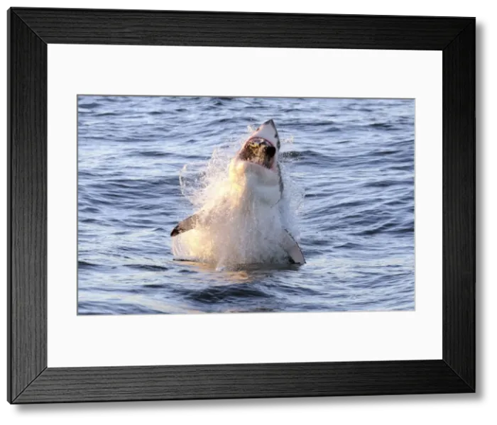 Framed Print : Great White Shark - Breaching - Seal Island - False Bay - South Africa Framed Print : Great White Shark - Breaching - Seal Island - False Bay - South Africa