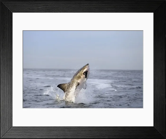 Framed Print : Great White Shark - Breaching - Seal Island - False Bay - South Africa Framed Print : Great White Shark - Breaching - Seal Island - False Bay - South Africa