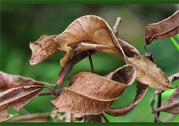 Fantastic Leaf-tailed Gecko  /  Satanic Leaf-tailed Gecko - Andasibe-Mantadia National Park - Madagascar