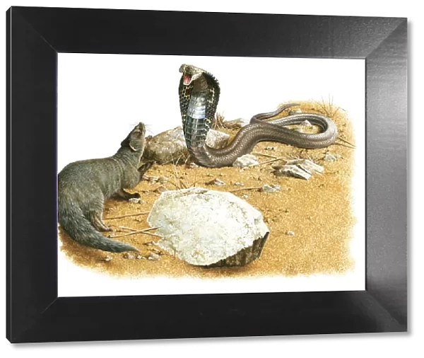 Illustration ~ Mongoose versus Cobra