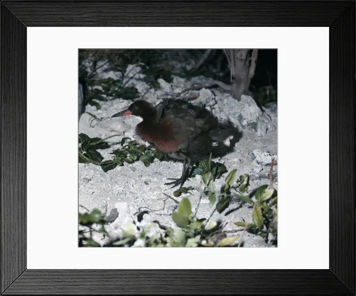 Framed Print : Flightless Rail AEB 1059 Aldabra, Seychelles Dryolimnas cuvien aldabranus © Liz & Tony Bomford / ARDEA LONDON Framed Print : Flightless Rail AEB 1059 Aldabra, Seychelles Dryolimnas cuvien aldabranus © Liz & Tony Bomford / ARDEA LONDON