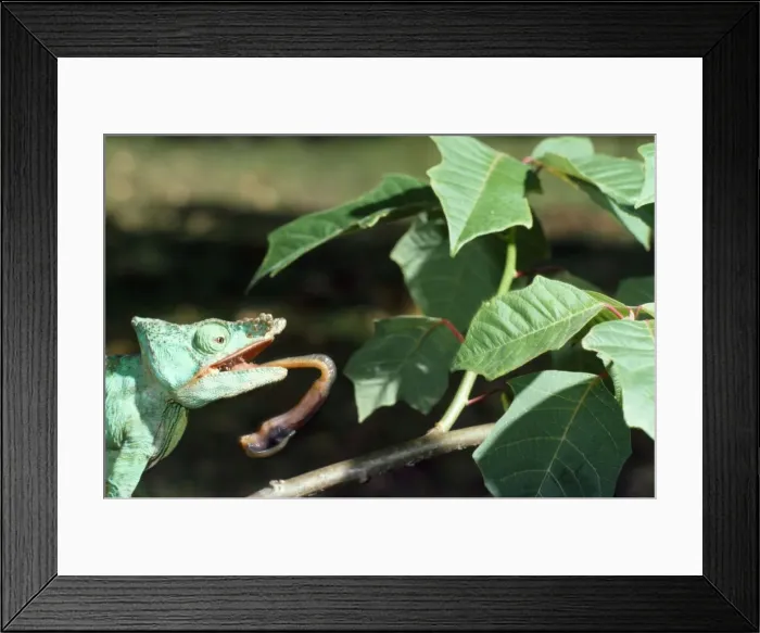 Framed Print : Parson's Chameleon - tongue extruding from mouth Framed Print : Parson's Chameleon - tongue extruding from mouth