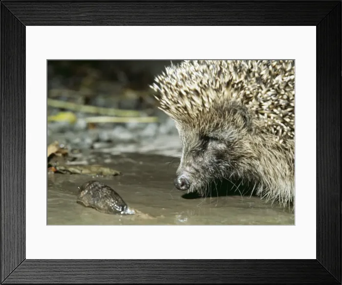 Framed Print : Hedgehog AEB 1535 With slug Erinaceus europaeus © Liz & Tony Bomford / ARDEA LONDON Framed Print : Hedgehog AEB 1535 With slug Erinaceus europaeus © Liz & Tony Bomford / ARDEA LONDON