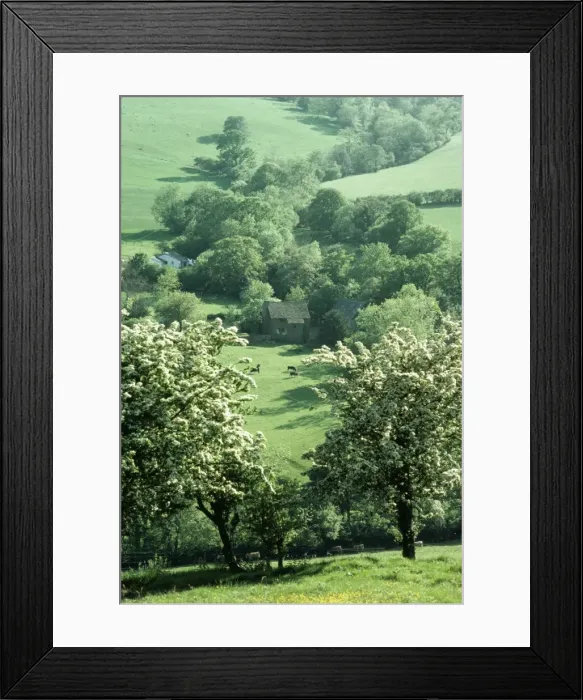 Framed Print : Farming AEB 2265 Hawthorns in blossom. Olchon Valley, Black Mts Herefordshire. © Liz Bomford  /  ARDEA LONDON