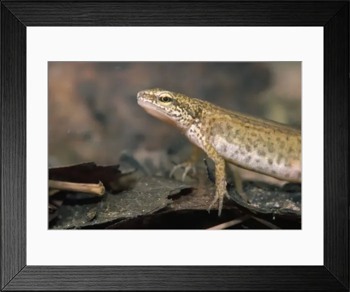 Framed Print : Palmate Newt Framed Print : Palmate Newt