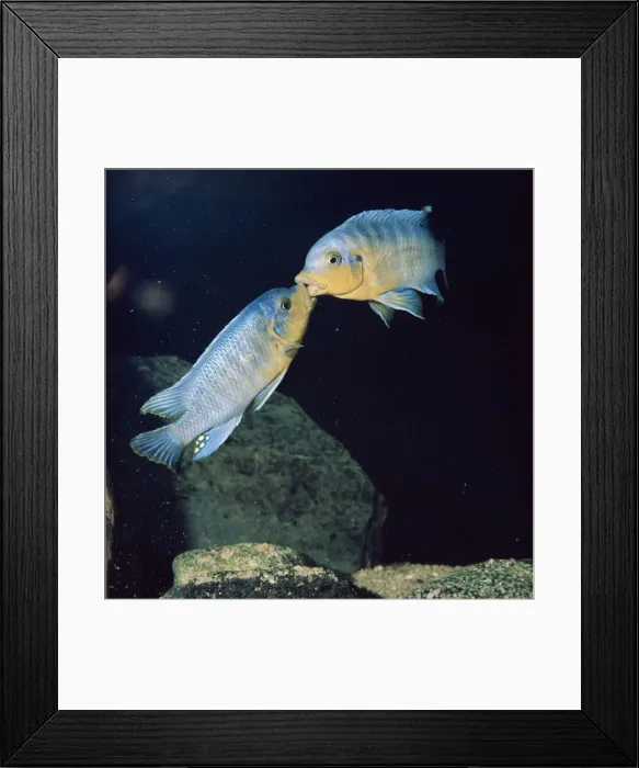 Framed Print : Malawi Fish - mouth fighting between terratorial males. Lake Malawi, Africa Framed Print : Malawi Fish - mouth fighting between terratorial males. Lake Malawi, Africa