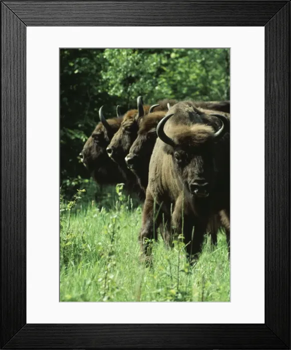 Framed Print : European Bison AEB 2751 Bison bonasus - Defensive stance © Liz Bomford ARDEA LONDON Framed Print : European Bison AEB 2751 Bison bonasus - Defensive stance © Liz Bomford ARDEA LONDON