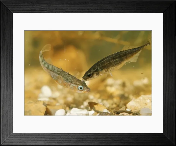 Framed Print : Stickleback AEB 289 3 spined male, 10 spined female. Gasterosteus & pygosteus © Anthony & Elizabeth Bomford / ARDEA LONDON Framed Print : Stickleback AEB 289 3 spined male, 10 spined female. Gasterosteus & pygosteus © Anthony & Elizabeth Bomford / ARDEA LONDON