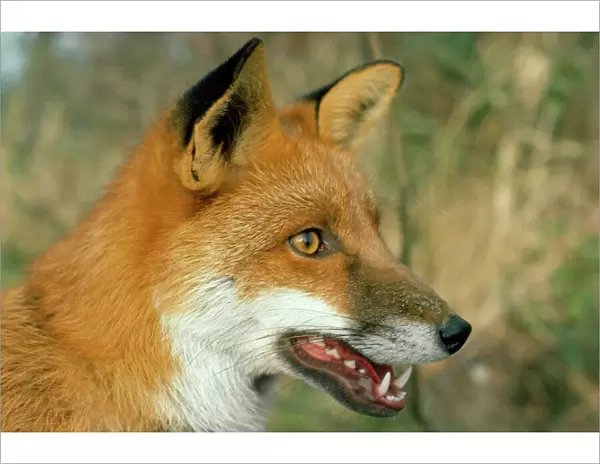 Fox. AEB-855. European Red Fox - face. UK