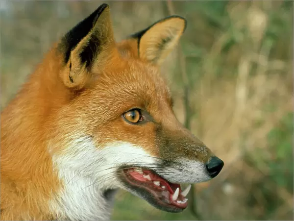Fox. AEB-855. European Red Fox - face. UK