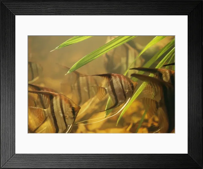Framed Print : Angel / Angel Cichlid Fish - Freshwater Rio Negro, Amazon, South America Framed Print : Angel / Angel Cichlid Fish - Freshwater Rio Negro, Amazon, South America