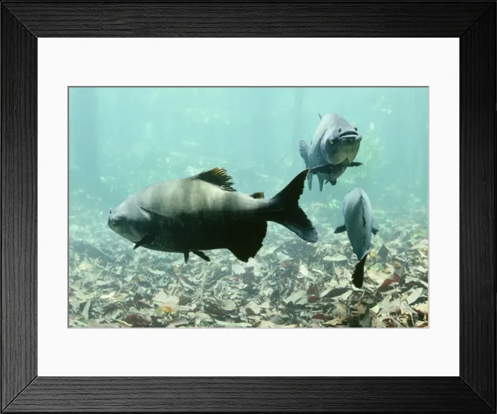 Framed Print : Tambaqui Fish - seed eating Amazonia, Brazil Framed Print : Tambaqui Fish - seed eating Amazonia, Brazil