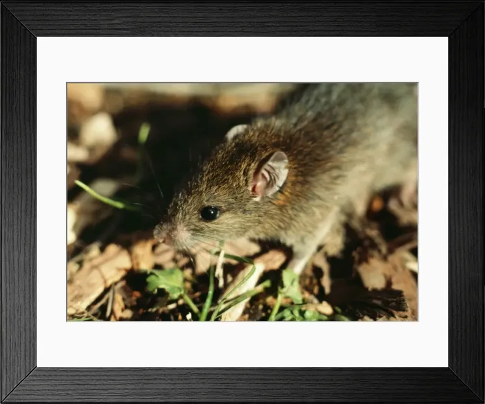 Framed Print : Polynesian Rat AGR 128 Rattus exulans © Alan Greensmith  /  ARDEA LONDON