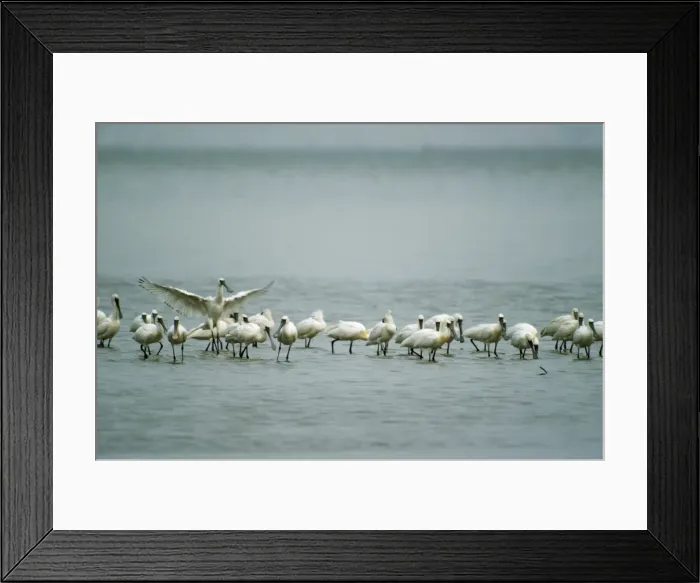 Framed Print : Black-faced Spoonbill Mai Po, Hong Kong Framed Print : Black-faced Spoonbill Mai Po, Hong Kong