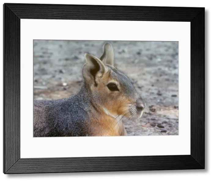 Framed Print : Patagonian Mara Framed Print : Patagonian Mara