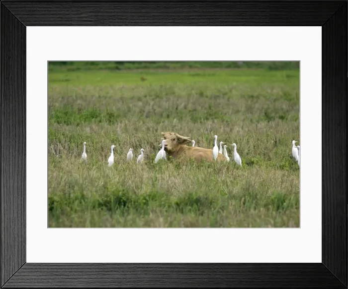 Framed Print : Water Buffalo - surounded by Cattle Egrets (Bubulcus ibis), feeding around the buffalo - Bohol, Philippines. February. Ph41. 0996 Framed Print : Water Buffalo - surounded by Cattle Egrets (Bubulcus ibis), feeding around the buffalo - Bohol, Philippines. February. Ph41. 0996