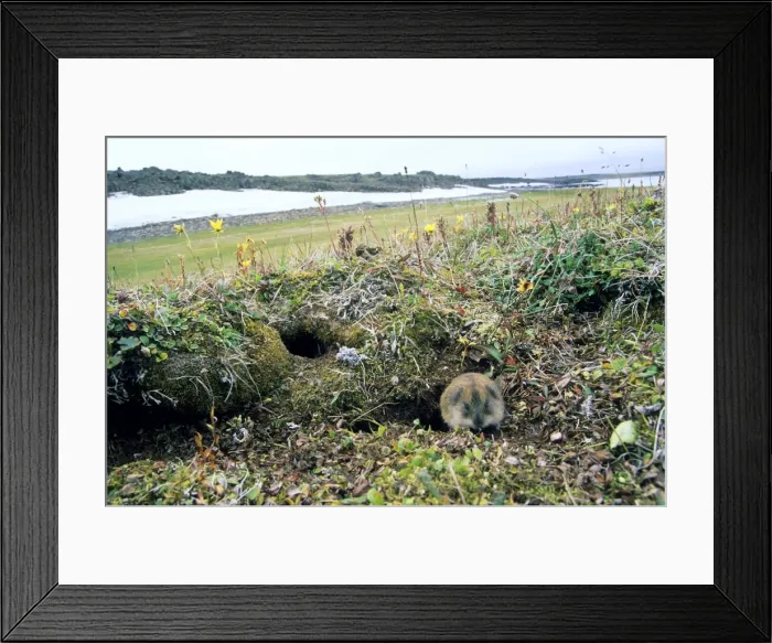 Framed Print : Siberian Lemming - adult near its burrow (the shape of moss indicates that some entrances were used by generations of lemmings) typical in tundra dear Dikson - Russian Arctic - Lichens - mosses - dwarf willows are around the burrow - Snow in Framed Print : Siberian Lemming - adult near its burrow (the shape of moss indicates that some entrances were used by generations of lemmings) typical in tundra dear Dikson - Russian Arctic - Lichens - mosses - dwarf willows are around the burrow - Snow in