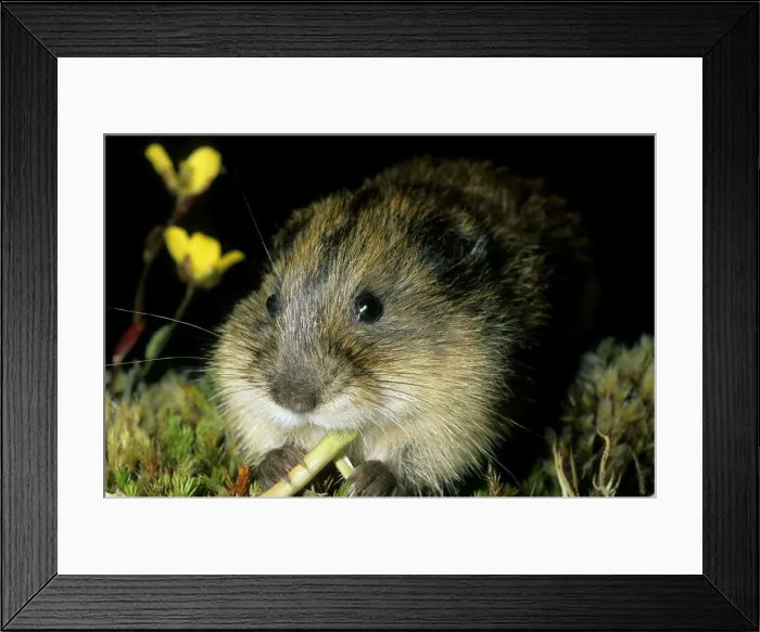 Framed Print : Siberian Lemming - Young nibbles grass at dusk. Typical species in tundra near Dikson, Russian Arctic. Summer, August. Di32. 0151 Framed Print : Siberian Lemming - Young nibbles grass at dusk. Typical species in tundra near Dikson, Russian Arctic. Summer, August. Di32. 0151