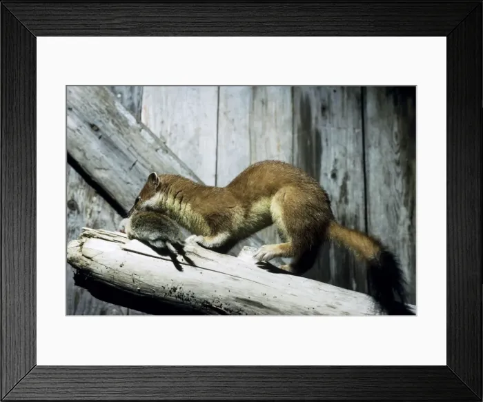 Framed Print : Ermine with prey (lemming) in abandoned winter hut (a typical habitat for ermines) near Dikson - Russian Arctic. Typical species along the Kara Sea coast. Summer, August. Di32. 0189 Framed Print : Ermine with prey (lemming) in abandoned winter hut (a typical habitat for ermines) near Dikson - Russian Arctic. Typical species along the Kara Sea coast. Summer, August. Di32. 0189
