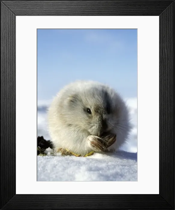 Framed Print : Collared Lemming - adult in winter fur (large winter claws are visible); feeds on buds and bark of dwarf willow sprouts on snow surface, typical in winter tundra of Taimyr peninsula, Kara sea shore, North of Siberia Framed Print : Collared Lemming - adult in winter fur (large winter claws are visible); feeds on buds and bark of dwarf willow sprouts on snow surface, typical in winter tundra of Taimyr peninsula, Kara sea shore, North of Siberia