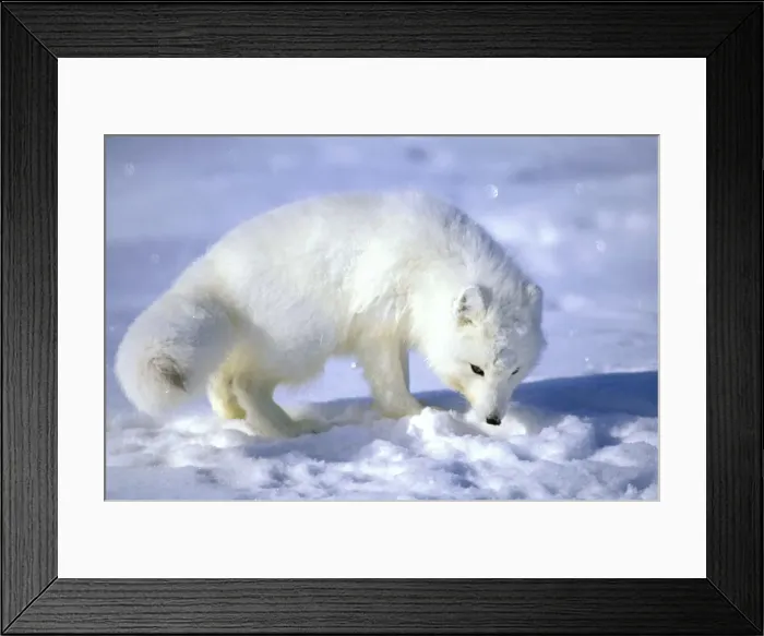 Framed Print : Arctic Fox searches for food, sniffing lemmings and other food under deep snow on Kara sea shore. Typical in tundra of Taimyr peninsula, North of Siberia, Russian Arctic, winter. Di33. 0817 Framed Print : Arctic Fox searches for food, sniffing lemmings and other food under deep snow on Kara sea shore. Typical in tundra of Taimyr peninsula, North of Siberia, Russian Arctic, winter. Di33. 0817