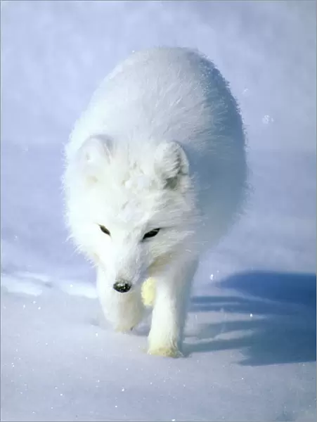 Arctic Fox searches for food, trotting along on Kara sea shore and sniffing lemmings and other food under deep snow. Typical in tundra of Taimyr peninsula, North of Siberia, Russian Arctic, winter. Di33. 0826