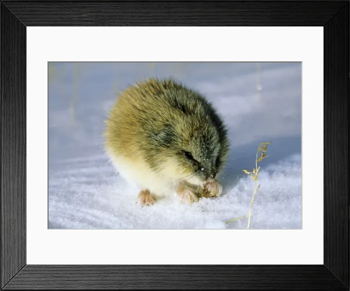 Framed Print : Siberian Lemming - adult in winter; feeds on dwarf willow sprouts and dry grass on snow surface, typical in tundra of Taimyr peninsula, Kara sea shore, North of Siberia, Russian Arctic. Di33. 0874 Framed Print : Siberian Lemming - adult in winter; feeds on dwarf willow sprouts and dry grass on snow surface, typical in tundra of Taimyr peninsula, Kara sea shore, North of Siberia, Russian Arctic. Di33. 0874