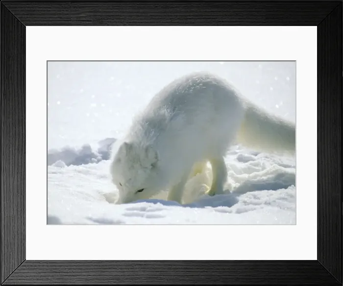 Framed Print : Arctic Fox searches for food, sniffing lemmings and other food under deep snow and then digging it out, on Kara sea shore. Typical in tundra of Taimyr peninsula, North of Siberia, Russian Arctic, winter. Di33. 0897 Framed Print : Arctic Fox searches for food, sniffing lemmings and other food under deep snow and then digging it out, on Kara sea shore. Typical in tundra of Taimyr peninsula, North of Siberia, Russian Arctic, winter. Di33. 0897