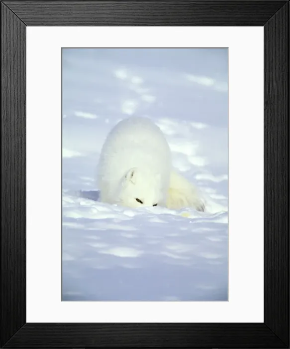 Framed Print : Arctic Fox searches for food, sniffing lemmings and other food under deep snow and then digging it out, on Kara sea shore. Typical in tundra of Taimyr peninsula, North of Siberia, Russian Arctic, winter. Di33. 1032 Framed Print : Arctic Fox searches for food, sniffing lemmings and other food under deep snow and then digging it out, on Kara sea shore. Typical in tundra of Taimyr peninsula, North of Siberia, Russian Arctic, winter. Di33. 1032