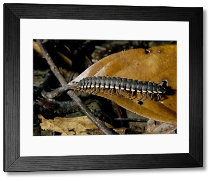 Framed Print : Tractor millipede is typical on lowland rainforest floor on Kinabatangan river floodplain; Sabah, Borneo, Malaysia; June Ma39. 3150 Framed Print : Tractor millipede is typical on lowland rainforest floor on Kinabatangan river floodplain; Sabah, Borneo, Malaysia; June Ma39. 3150