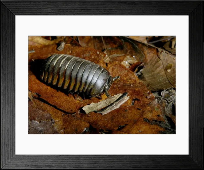 Framed Print : Giant Pill Millipede, typical on lowland rainforest floor in Kinabatangan river floodplain; Sabah, Borneo, Malaysia; June. Ma39. 3155 Framed Print : Giant Pill Millipede, typical on lowland rainforest floor in Kinabatangan river floodplain; Sabah, Borneo, Malaysia; June. Ma39. 3155