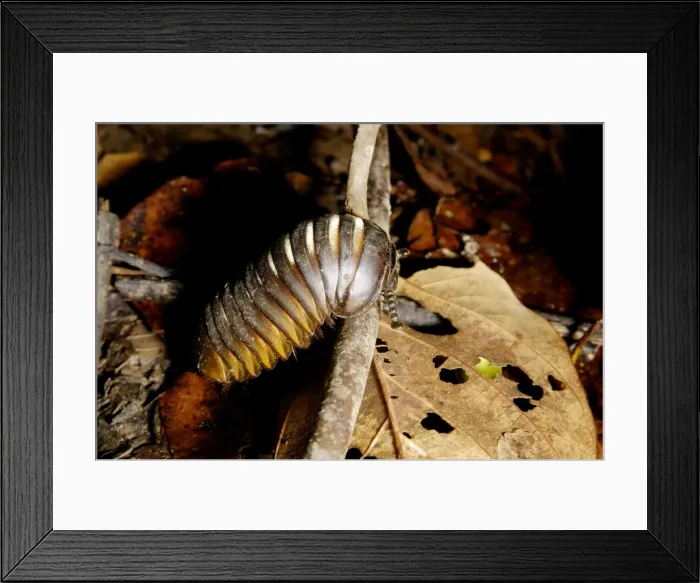 Framed Print : Giant Pill Millipede negotiates a fallen twig, typical on lowland rainforest floor in Kinabatangan river floodplain; Sabah, Borneo, Malaysia; June. Ma39. 3157