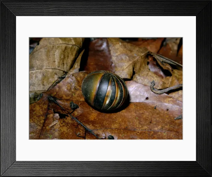 Framed Print : Giant Pill Millipede rolls in a ball in danger;typical on lowland rainforest floor in Kinabatangan river floodplain; Sabah, Borneo, Malaysia; June. Ma39. 3158 Framed Print : Giant Pill Millipede rolls in a ball in danger;typical on lowland rainforest floor in Kinabatangan river floodplain; Sabah, Borneo, Malaysia; June. Ma39. 3158