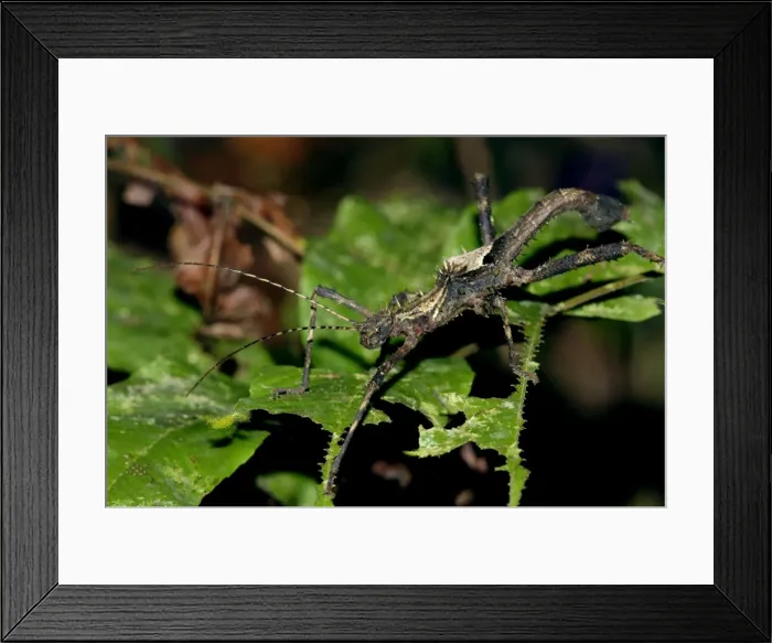 Framed Print : Nocturnal spine-covered Stick Insect (appears to be no commom name) on a leaf of the undegrowth in primary rainforest of river Danum Valley Conservation Area, Sabah, Borneo, Malaysia; night in June. Ma39. 3223 Framed Print : Nocturnal spine-covered Stick Insect (appears to be no commom name) on a leaf of the undegrowth in primary rainforest of river Danum Valley Conservation Area, Sabah, Borneo, Malaysia; night in June. Ma39. 3223