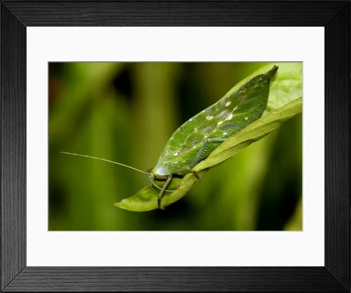 Framed Print : A Leaf Katydid feeds on a leaf in undegrowth of primary rainforest in river Danum valley conservation area, Sabah, Borneo, Malaysia; June. Ma39. 3376 Framed Print : A Leaf Katydid feeds on a leaf in undegrowth of primary rainforest in river Danum valley conservation area, Sabah, Borneo, Malaysia; June. Ma39. 3376