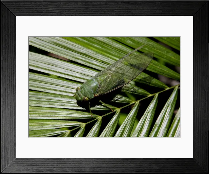 Framed Print : Green Cicada, which active around dusk, in daytime hides in vegetation in undergrowth of rainforest; typical in Tioman Island, 30 km east off peninsula Malaysia in South China Sea; June. Ma39. 3757 Framed Print : Green Cicada, which active around dusk, in daytime hides in vegetation in undergrowth of rainforest; typical in Tioman Island, 30 km east off peninsula Malaysia in South China Sea; June. Ma39. 3757