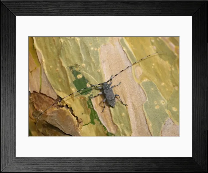 Framed Print : A Timberman beetle / Longhorn beetle, adult, on a pine-bark of a freshly cut timber; common in coniferous and mixed forests near Ekaterinburg, Ural Mountains, Russia; spring Ur39. 4192 Framed Print : A Timberman beetle / Longhorn beetle, adult, on a pine-bark of a freshly cut timber; common in coniferous and mixed forests near Ekaterinburg, Ural Mountains, Russia; spring Ur39. 4192