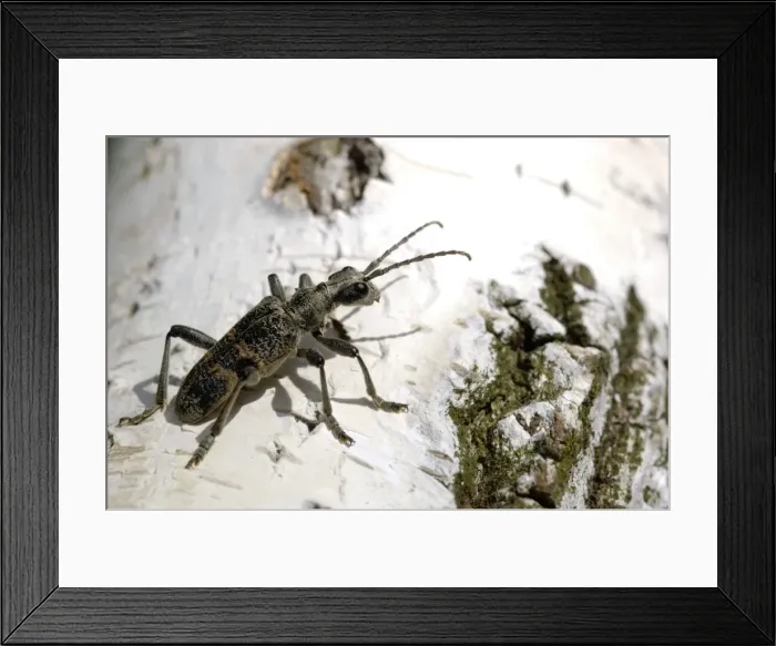 Framed Print : Blackspotted pliers support beetle, adult, on birch-bark, during a mating period; typical in mixed forests near Ekaterinburg, Ural Mountains, Russia; early spring. Ur39. 4213 Framed Print : Blackspotted pliers support beetle, adult, on birch-bark, during a mating period; typical in mixed forests near Ekaterinburg, Ural Mountains, Russia; early spring. Ur39. 4213