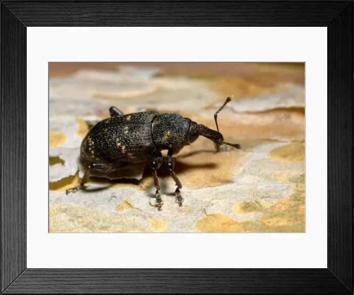 Framed Print : Large brown trunk beetle / Pine weewil / True weewil beetle, adult, on a pine-bark in a timber-cutting site in early spring; typical in mixed forest near Ekaterinburg, Ural Mountains, Russia. Ur39. 4216 Framed Print : Large brown trunk beetle / Pine weewil / True weewil beetle, adult, on a pine-bark in a timber-cutting site in early spring; typical in mixed forest near Ekaterinburg, Ural Mountains, Russia. Ur39. 4216