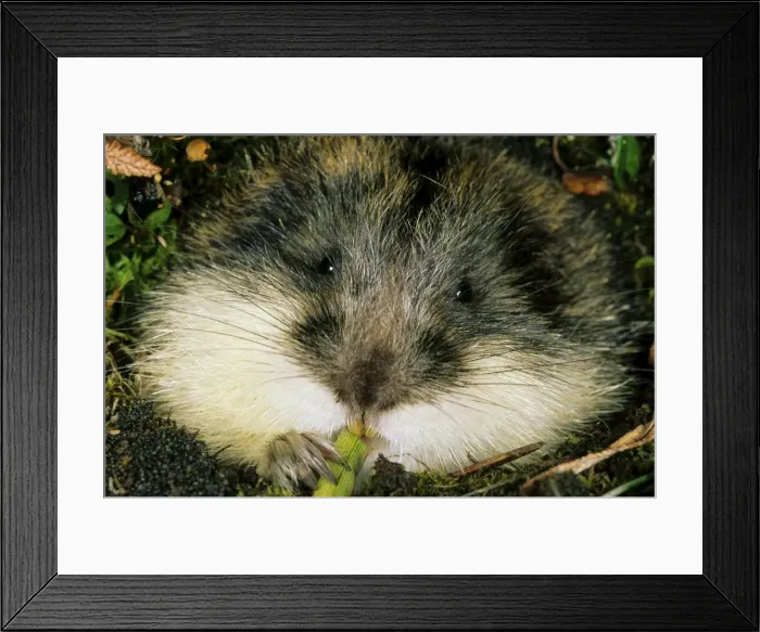 Framed Print : Siberian Lemming - muzzle adult nibbles grass by the entrance of the burrow - typical in tundra near Dikson - Russian Arctic - August Di32. 0144 Framed Print : Siberian Lemming - muzzle adult nibbles grass by the entrance of the burrow - typical in tundra near Dikson - Russian Arctic - August Di32. 0144