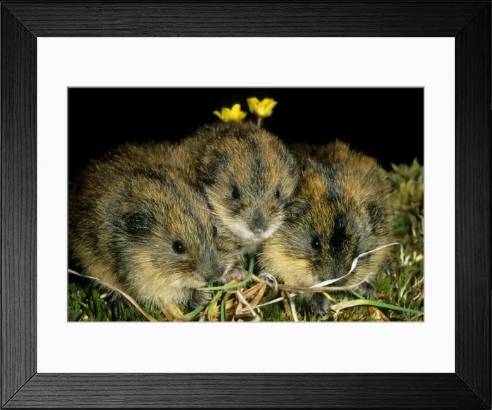 Framed Print : Siberian Lemmings - Three young nibble grass and huddle together (adults are a lot more territorial) - Typical new brood of siberian lemmings in tundra near Dikson, Russian Arctic. Summer, August. Di32. 0145 Framed Print : Siberian Lemmings - Three young nibble grass and huddle together (adults are a lot more territorial) - Typical new brood of siberian lemmings in tundra near Dikson, Russian Arctic. Summer, August. Di32. 0145