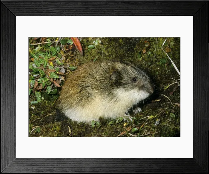 Framed Print : Siberian Lemming - adult near its burrow in tundra - Entrance overgrown with moss and dwarf willow which indicates that the burrow was used for years by generations of lemmings. Typical near Dikson, Russian Arctic. Summer, August Di32. 0148 Framed Print : Siberian Lemming - adult near its burrow in tundra - Entrance overgrown with moss and dwarf willow which indicates that the burrow was used for years by generations of lemmings. Typical near Dikson, Russian Arctic. Summer, August Di32. 0148