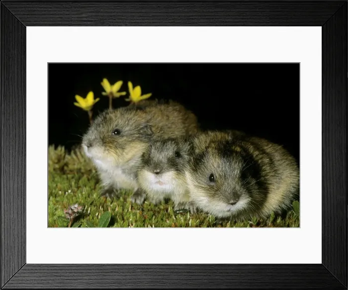 Framed Print : Siberian Lemmings - Three young huddle together after feeding at dusk (adults are more territorial) in tundra near Dikson, Russian Arctic. Typical species, young brood. Summer, August. Di32. 0160 Framed Print : Siberian Lemmings - Three young huddle together after feeding at dusk (adults are more territorial) in tundra near Dikson, Russian Arctic. Typical species, young brood. Summer, August. Di32. 0160