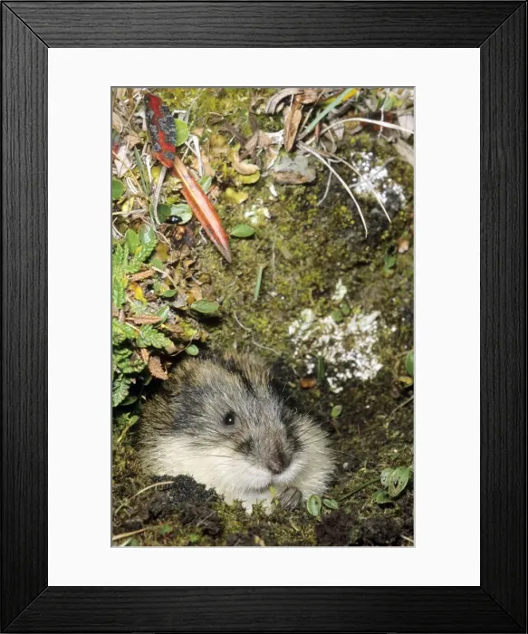 Framed Print : Siberian Lemming muzzle adult nibbles grass by the entrance of the burrow. Entrance overgrown with lichens and mosses and dwarf willow indicates that burrow was used for years by generations of lemmings Framed Print : Siberian Lemming muzzle adult nibbles grass by the entrance of the burrow. Entrance overgrown with lichens and mosses and dwarf willow indicates that burrow was used for years by generations of lemmings