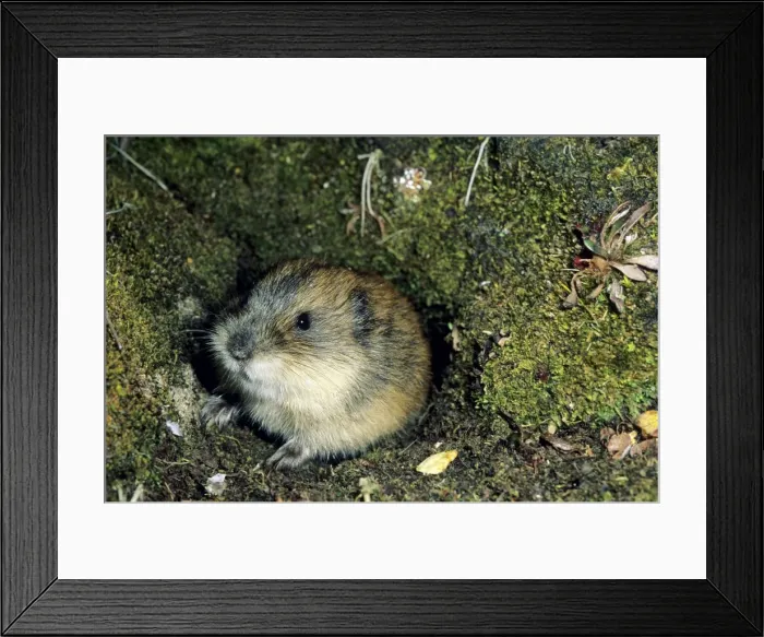 Framed Print : Siberian Lemming - adult by its burrow in tundra - Entrance overgrown with mosses and lichens, indicating that the burrow was used for years by generations of lemmings. Typical near Dikson, Russian Arctic. Summer, August. Di32. 0192 Framed Print : Siberian Lemming - adult by its burrow in tundra - Entrance overgrown with mosses and lichens, indicating that the burrow was used for years by generations of lemmings. Typical near Dikson, Russian Arctic. Summer, August. Di32. 0192