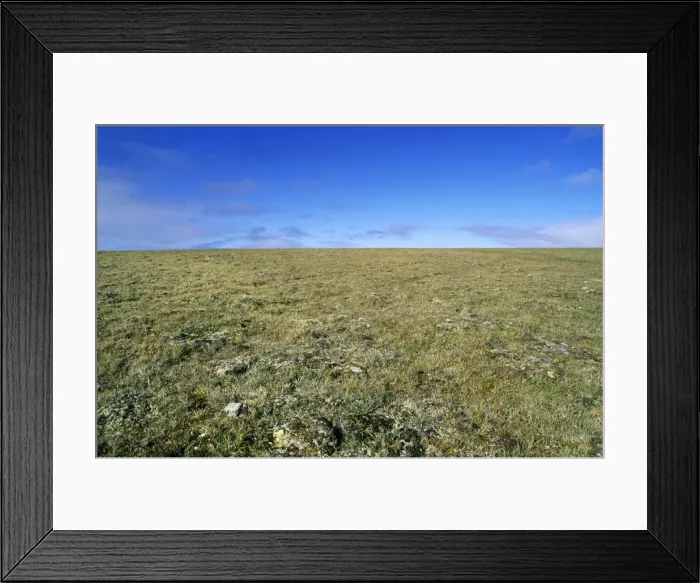Framed Print : Arctic tundra landscape - a typical plain near Dikson, Russian Arctic. A typical habitat of Siberian Lemming. Summer, August. Di32. 0219 Framed Print : Arctic tundra landscape - a typical plain near Dikson, Russian Arctic. A typical habitat of Siberian Lemming. Summer, August. Di32. 0219