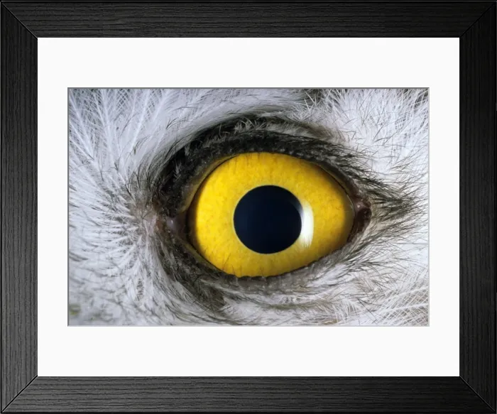 Framed Print : Snowy Owl - Eye - juvenile - a fledgling, typical species in tundra near Dikson, Russian Arctic. Summer, August. Di32. 0229 Framed Print : Snowy Owl - Eye - juvenile - a fledgling, typical species in tundra near Dikson, Russian Arctic. Summer, August. Di32. 0229