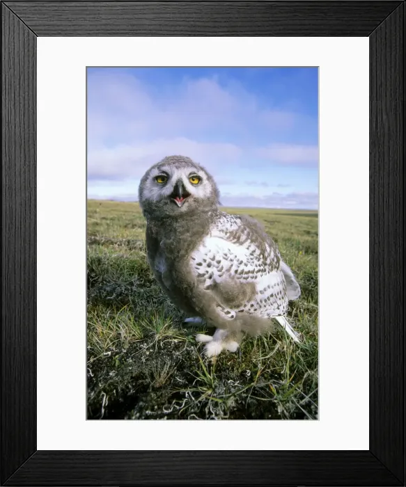 Framed Print : Snowy Owl - juvenile (a fledgling) - threatens a visitor by opening & clicking its beak - adults are watching from a distance. A typical species in tundra near Dikson, Russian Arctic. Summer, August. Di32. 0232 Framed Print : Snowy Owl - juvenile (a fledgling) - threatens a visitor by opening & clicking its beak - adults are watching from a distance. A typical species in tundra near Dikson, Russian Arctic. Summer, August. Di32. 0232