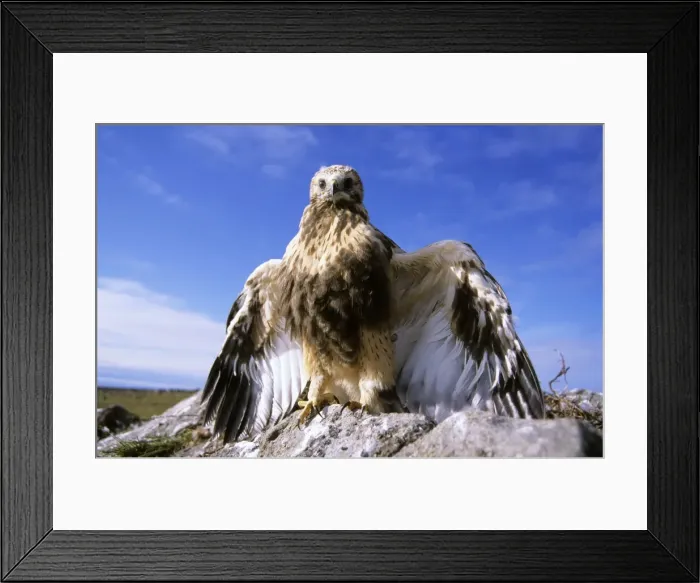 Framed Print : Rough-legged Buzzard - young at the nest threatening a visitor - very close to leaving the nest. A typical nest in low rocks in tundra near Dikson, Russian Arctic. Summer, August. Di32. 0253 Framed Print : Rough-legged Buzzard - young at the nest threatening a visitor - very close to leaving the nest. A typical nest in low rocks in tundra near Dikson, Russian Arctic. Summer, August. Di32. 0253