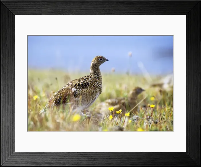 Framed Print : Young Alpine Ptarmigan on guard while others in a flock feed. A typical species in tundra near Dikson, Russian Arctic. Summer, August. Di32. 0293 Framed Print : Young Alpine Ptarmigan on guard while others in a flock feed. A typical species in tundra near Dikson, Russian Arctic. Summer, August. Di32. 0293